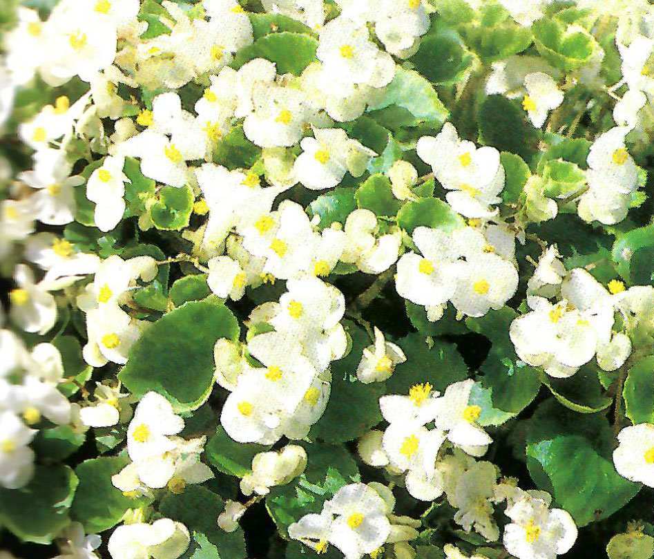 B. ‘Tausendschoen White’